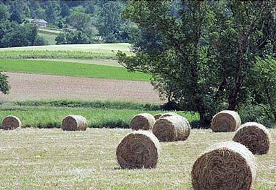 weidewandelen