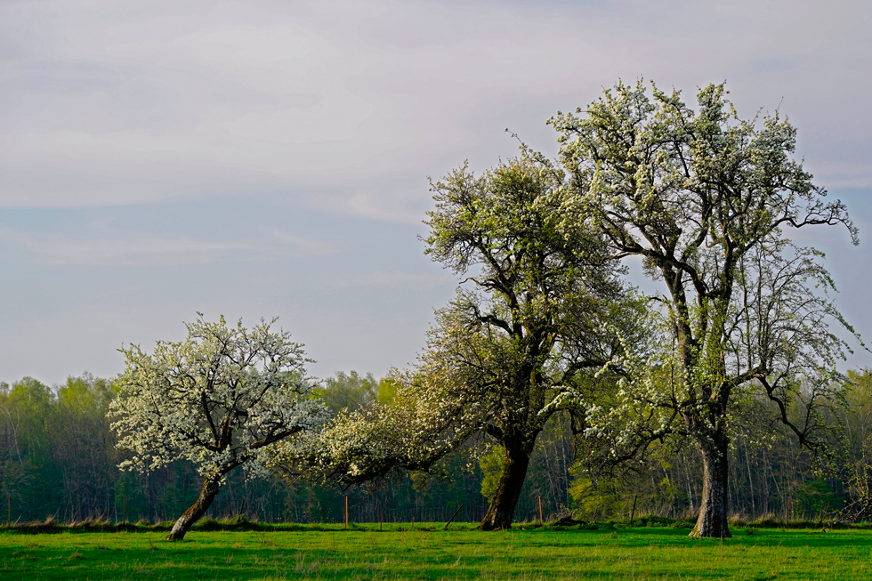 Blanchefosse - Ardennes