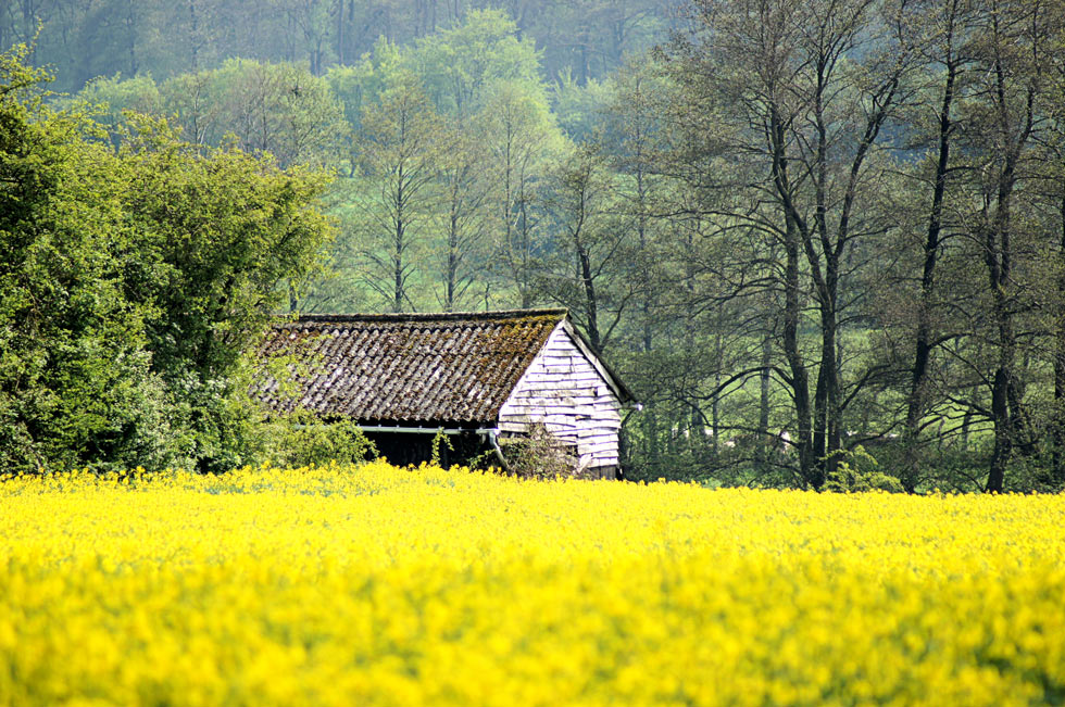 Signy-le-Petit schuur in koolzaadveld 